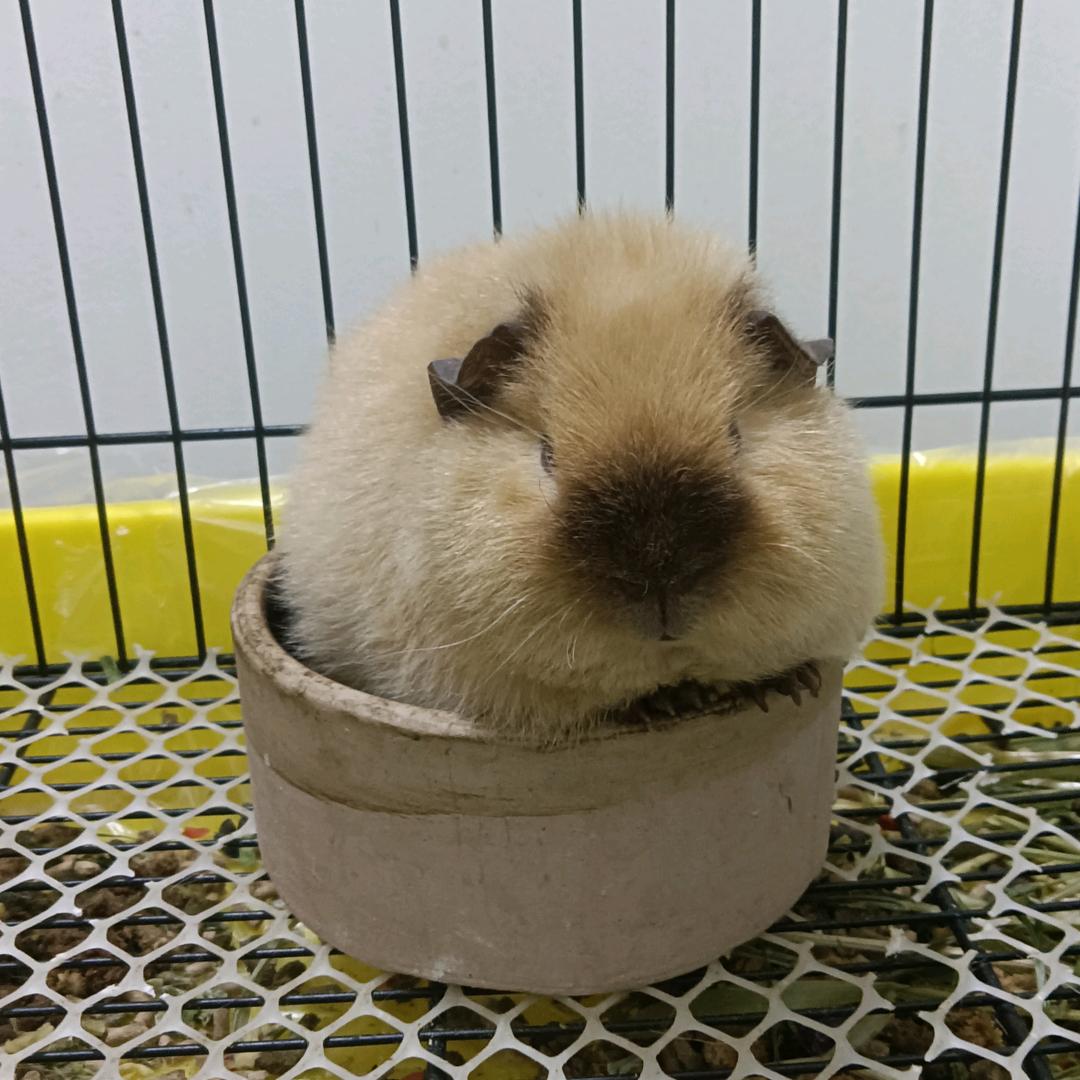 豆奶猪猪