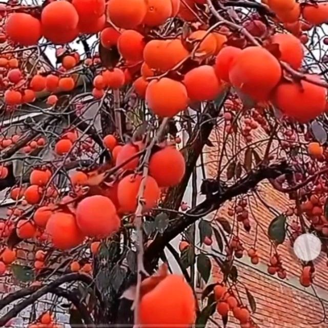 七叶岛鹏鑫果树苗木专卖店