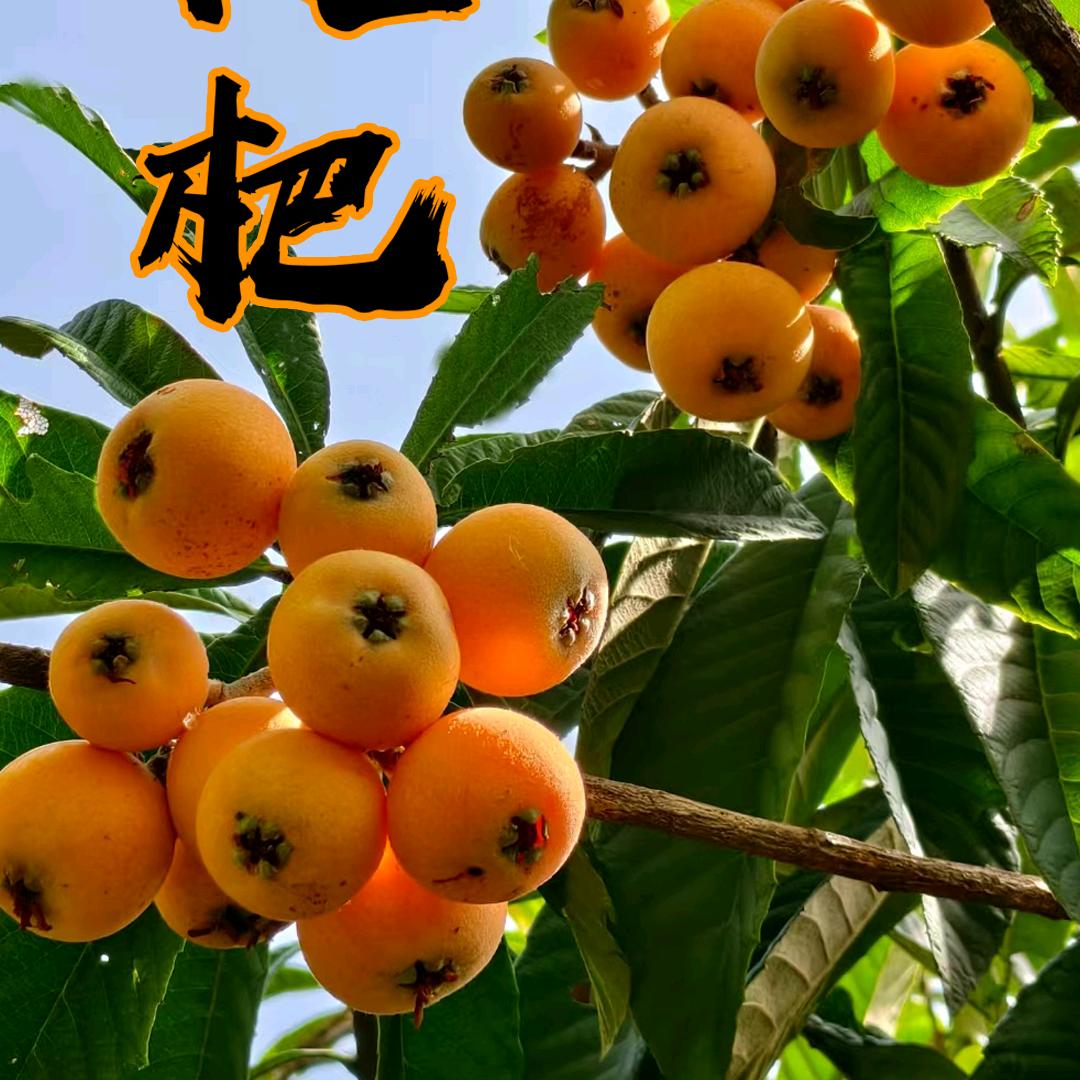 富裕山好货市集