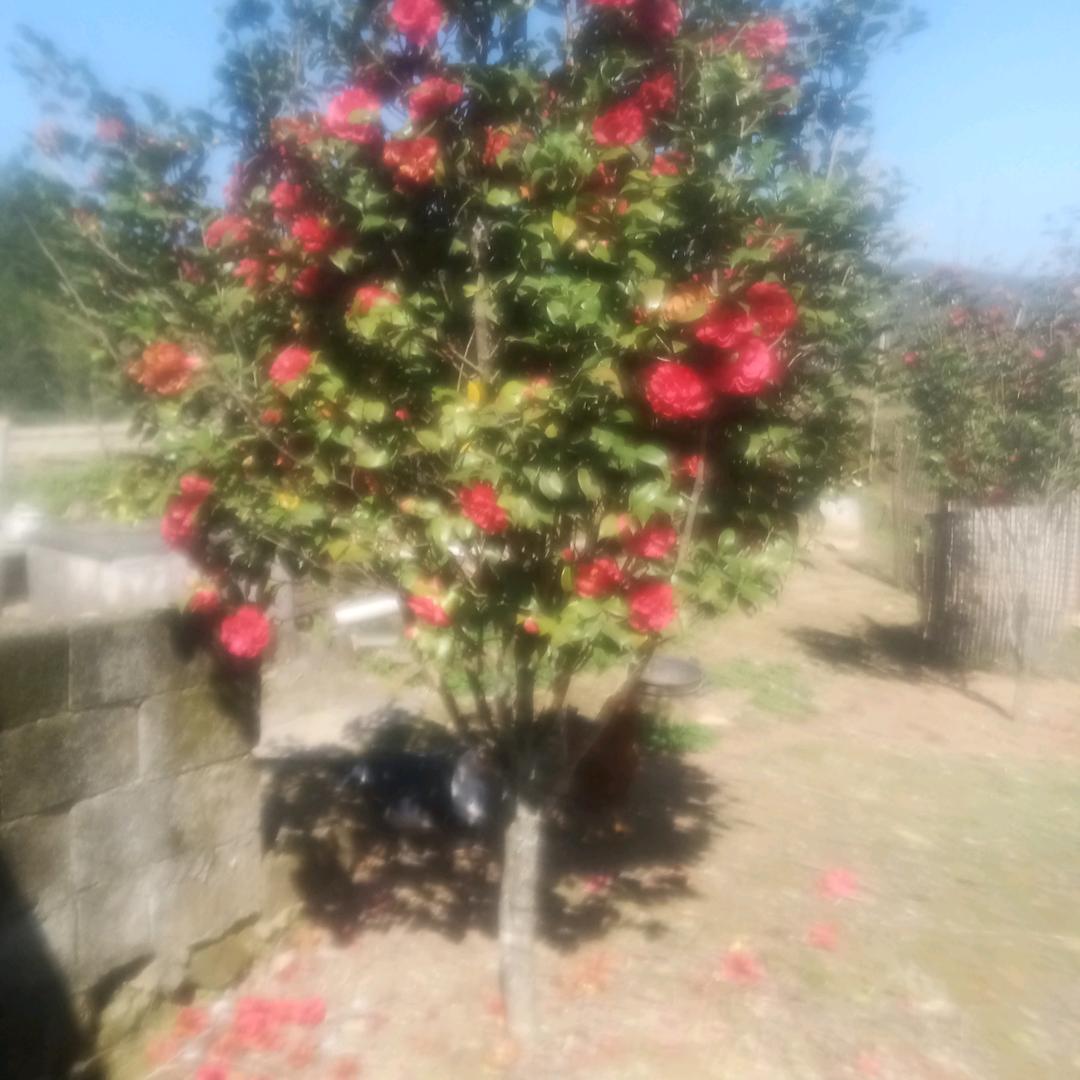 💕一生平安💕