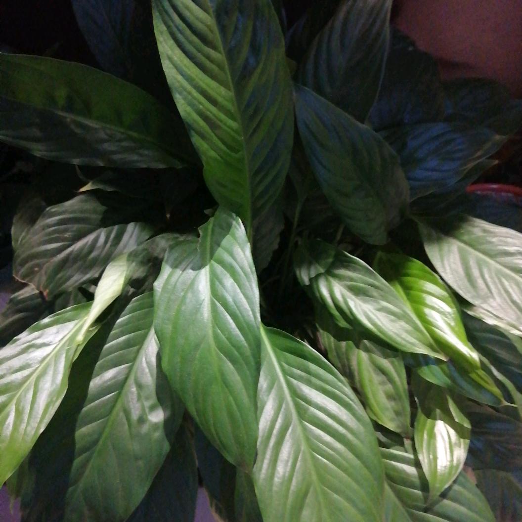 劉桃菁；撇捺人生：在奔跑…………