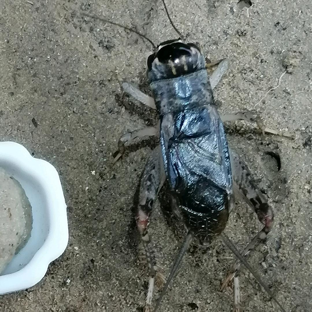 宏运蟋蟀养殖合作社