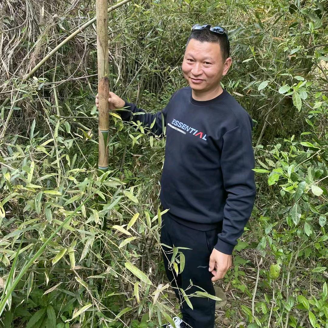 木家华歌