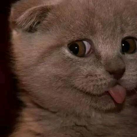 猫的树和谁的她