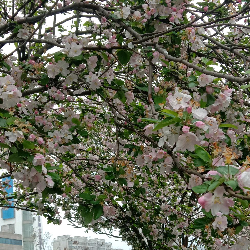 随缘