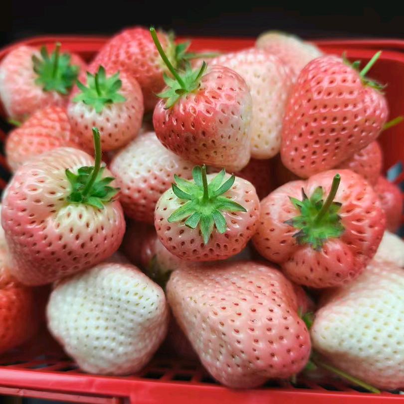 ？？？人生苦短