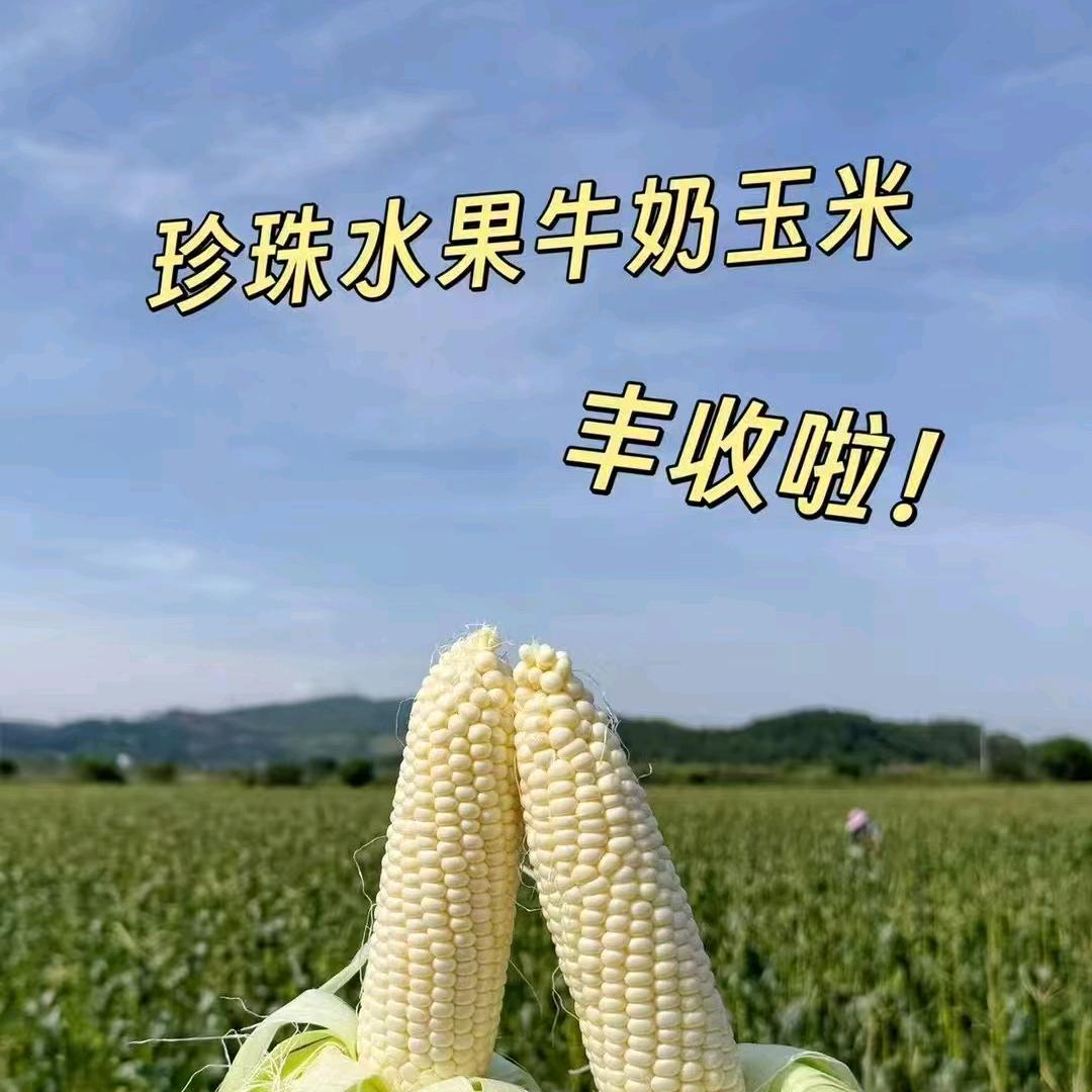 户外山货探索
