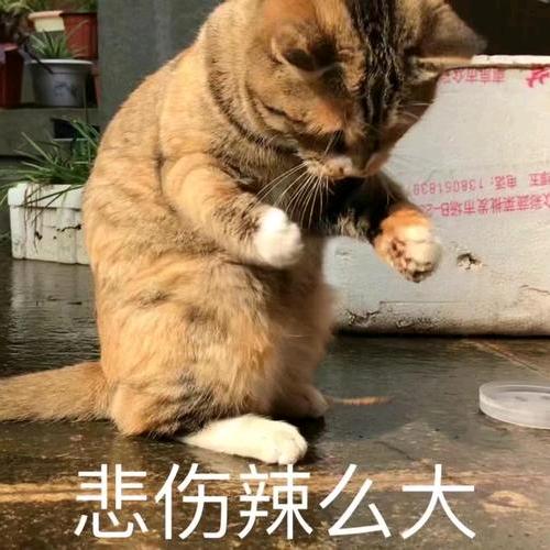任二胖
