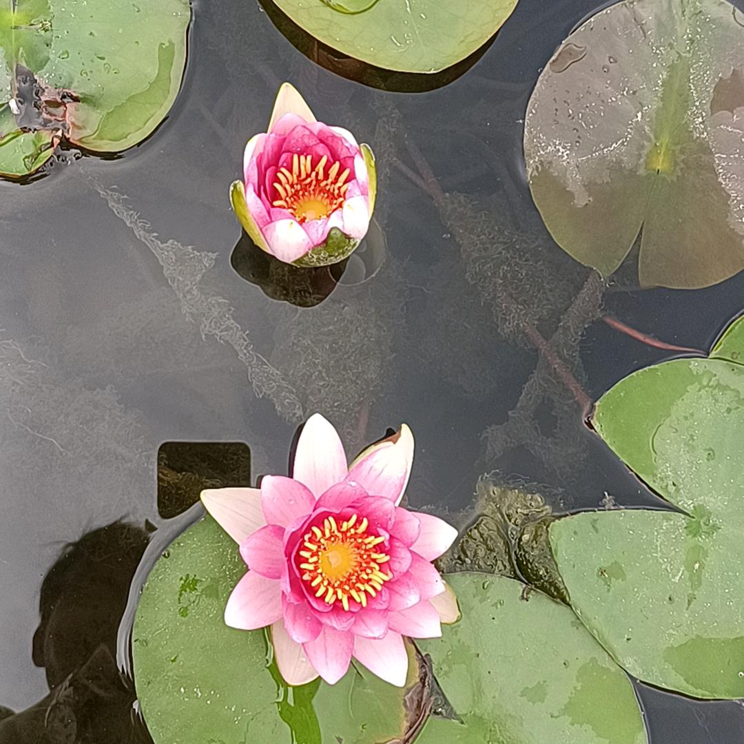 龙虎斗