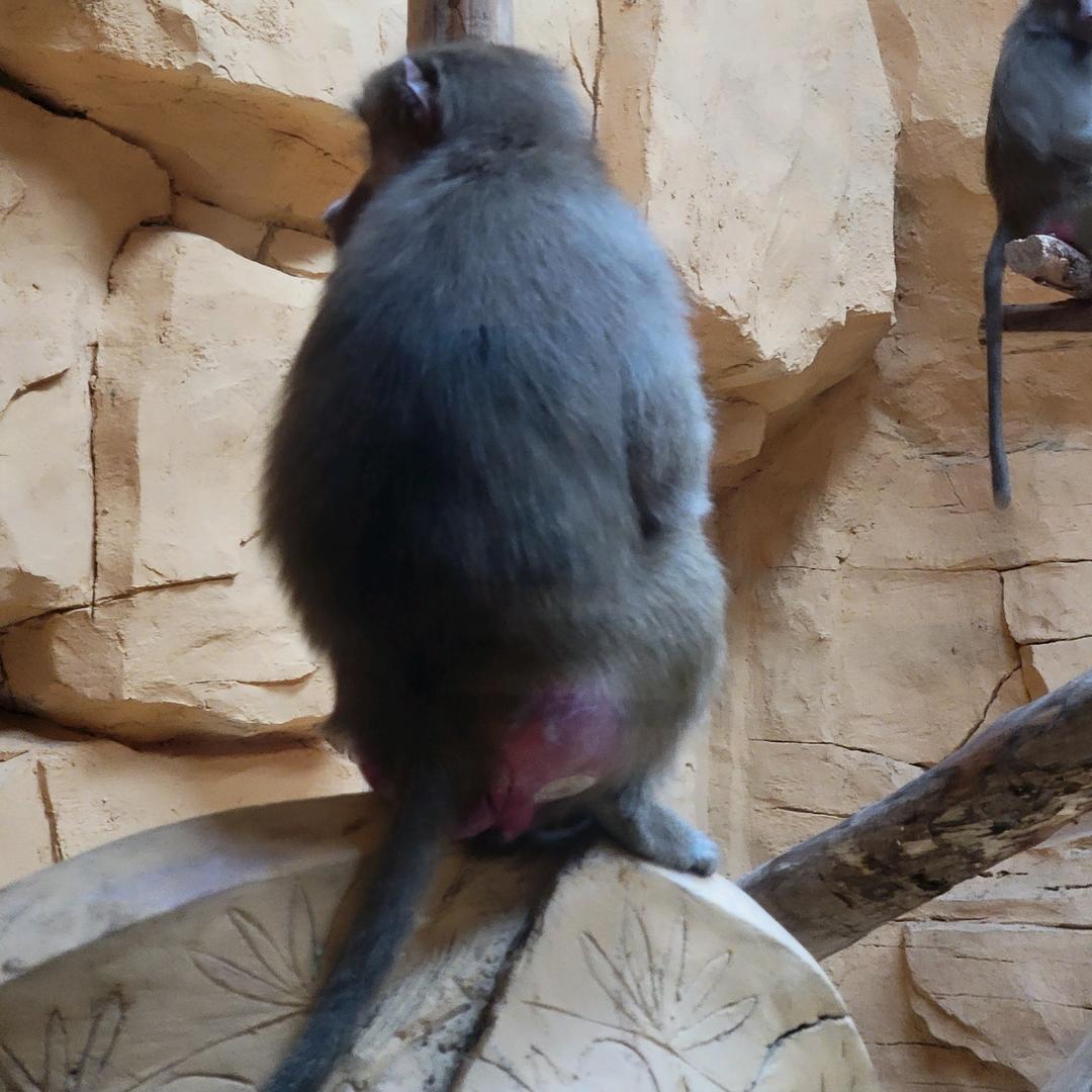 卡布达超巨形态