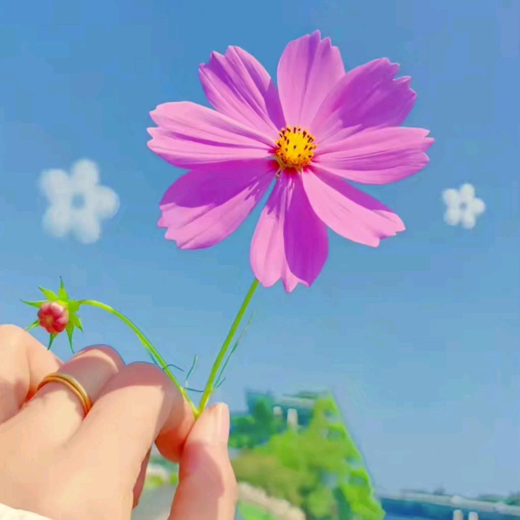 ✨🌈: ❧⚝随心ଈ🍧