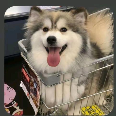 馨馨犬舍（2）