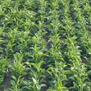 本草种植.安国坤姐