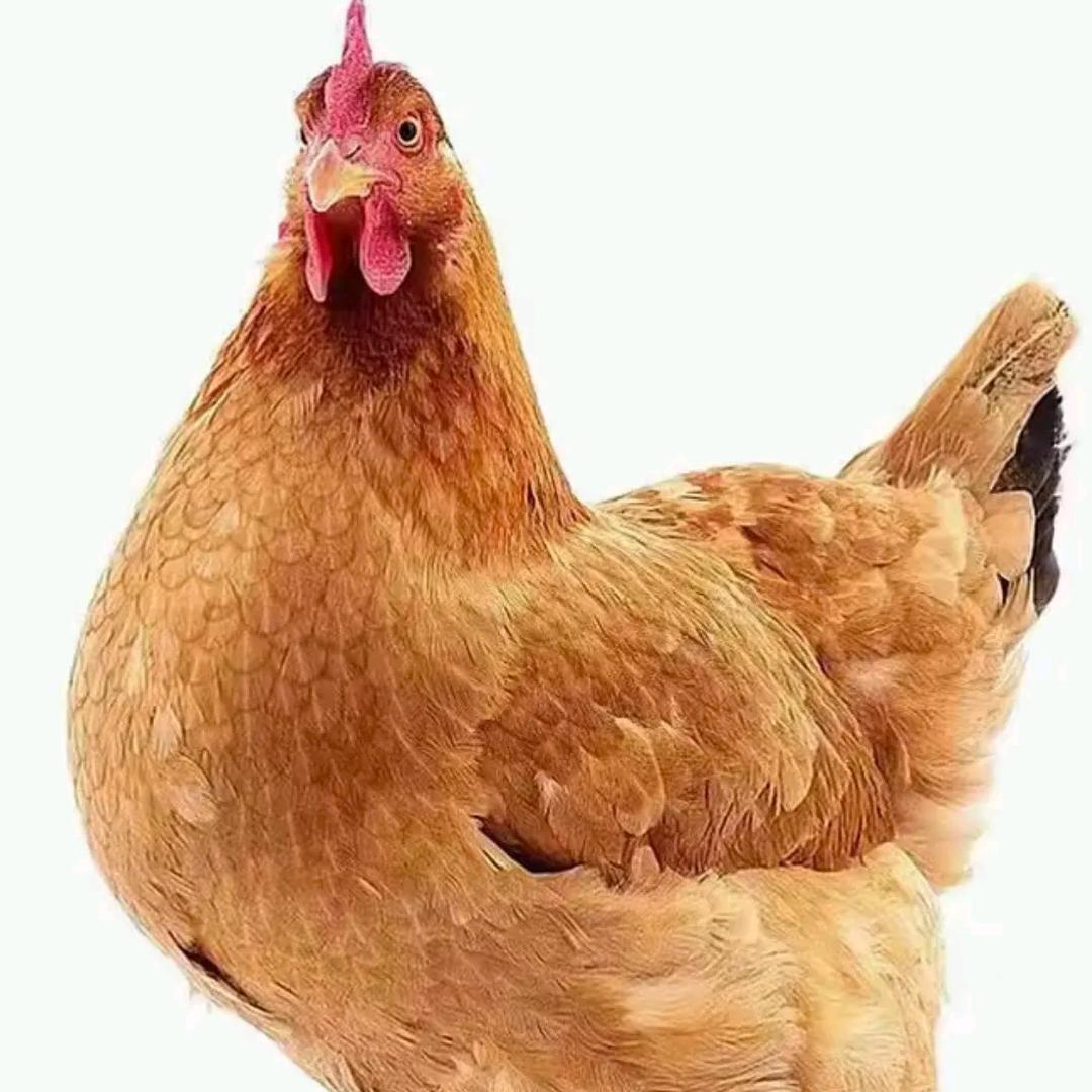 清栏土鸡1万只