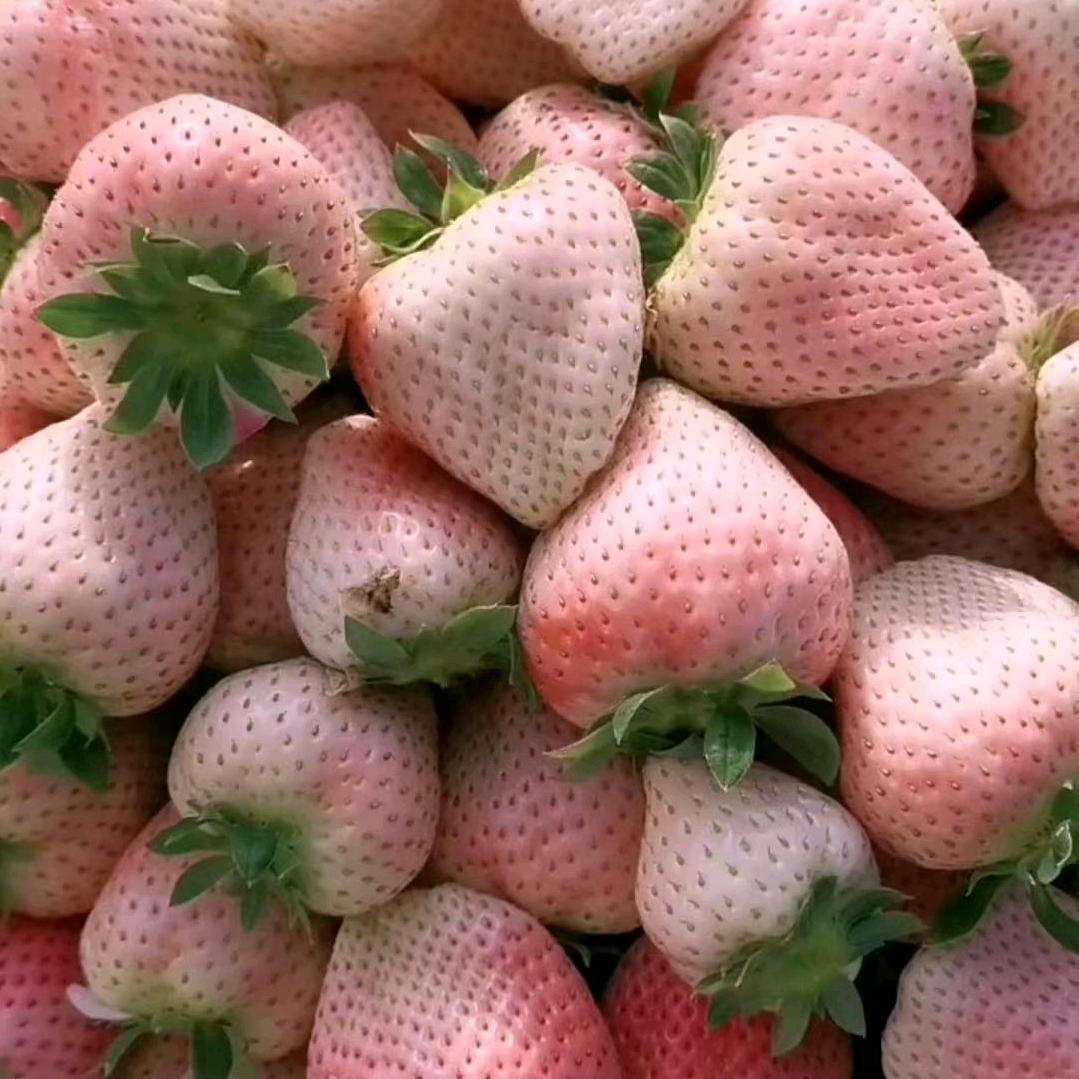 薛大一苗木种植销售中心