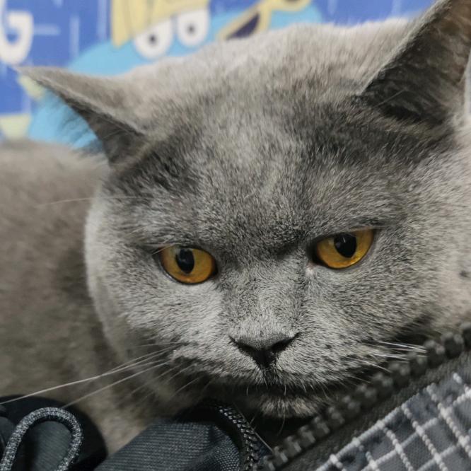 一点都不圆润💭