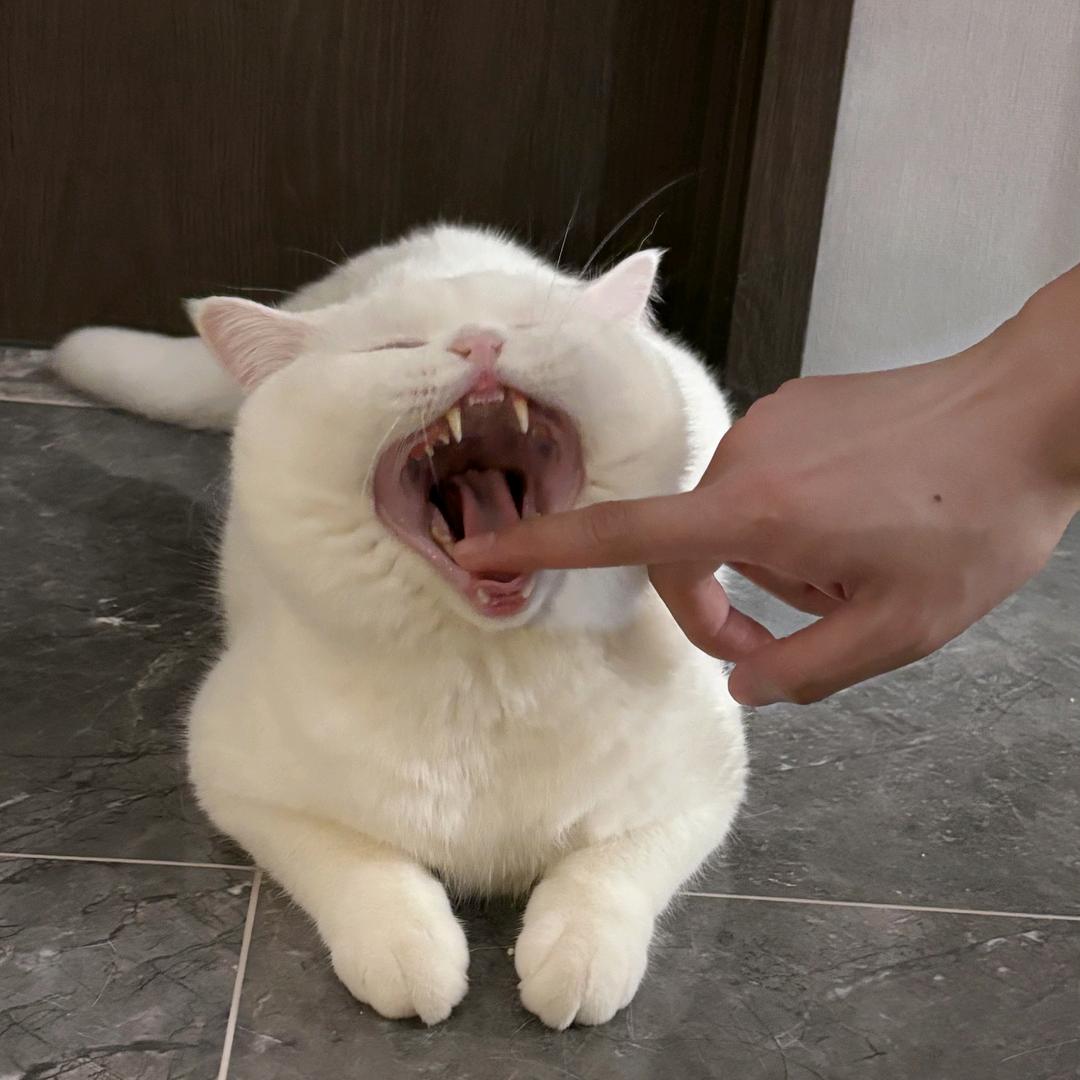 雪球球吖