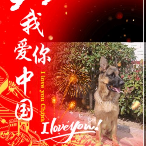德牧