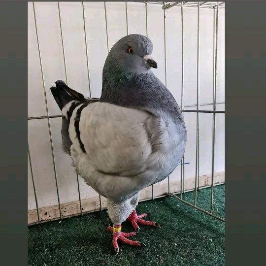 圆环鸽