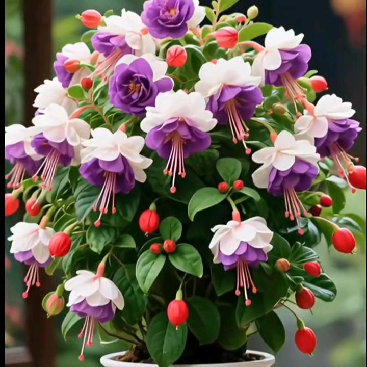 ᭄富我所爱❀ ͜