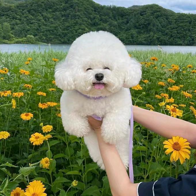 可可爱爱小比熊