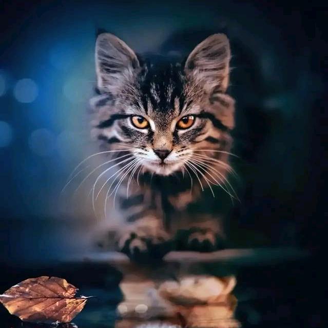 魏来可期🐯