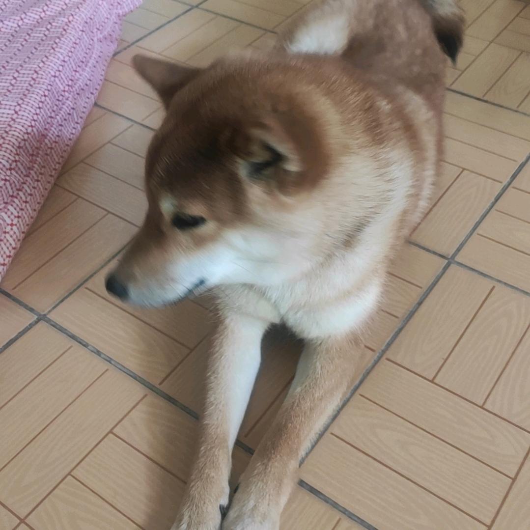 砸砸灰