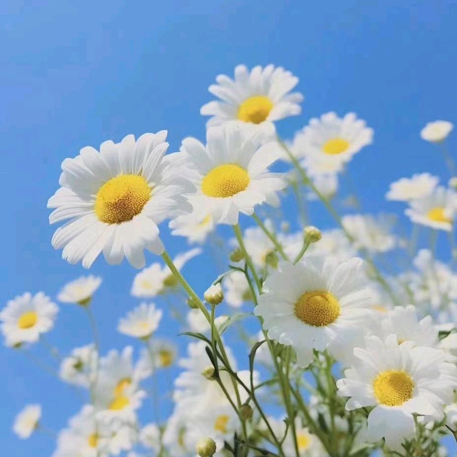 饼干葫芦123