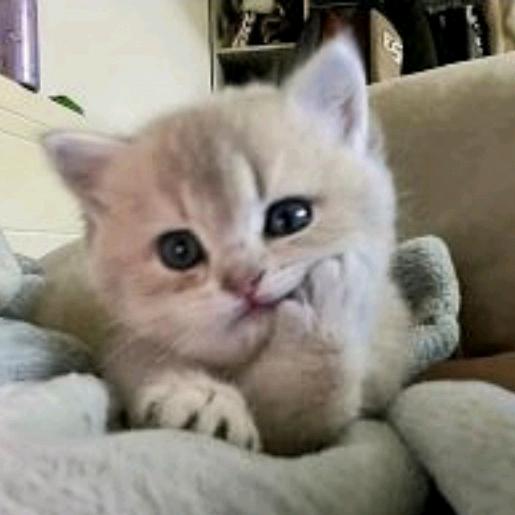 小苏君