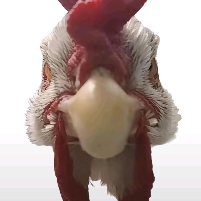 鸡