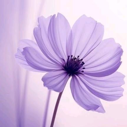 菜菜