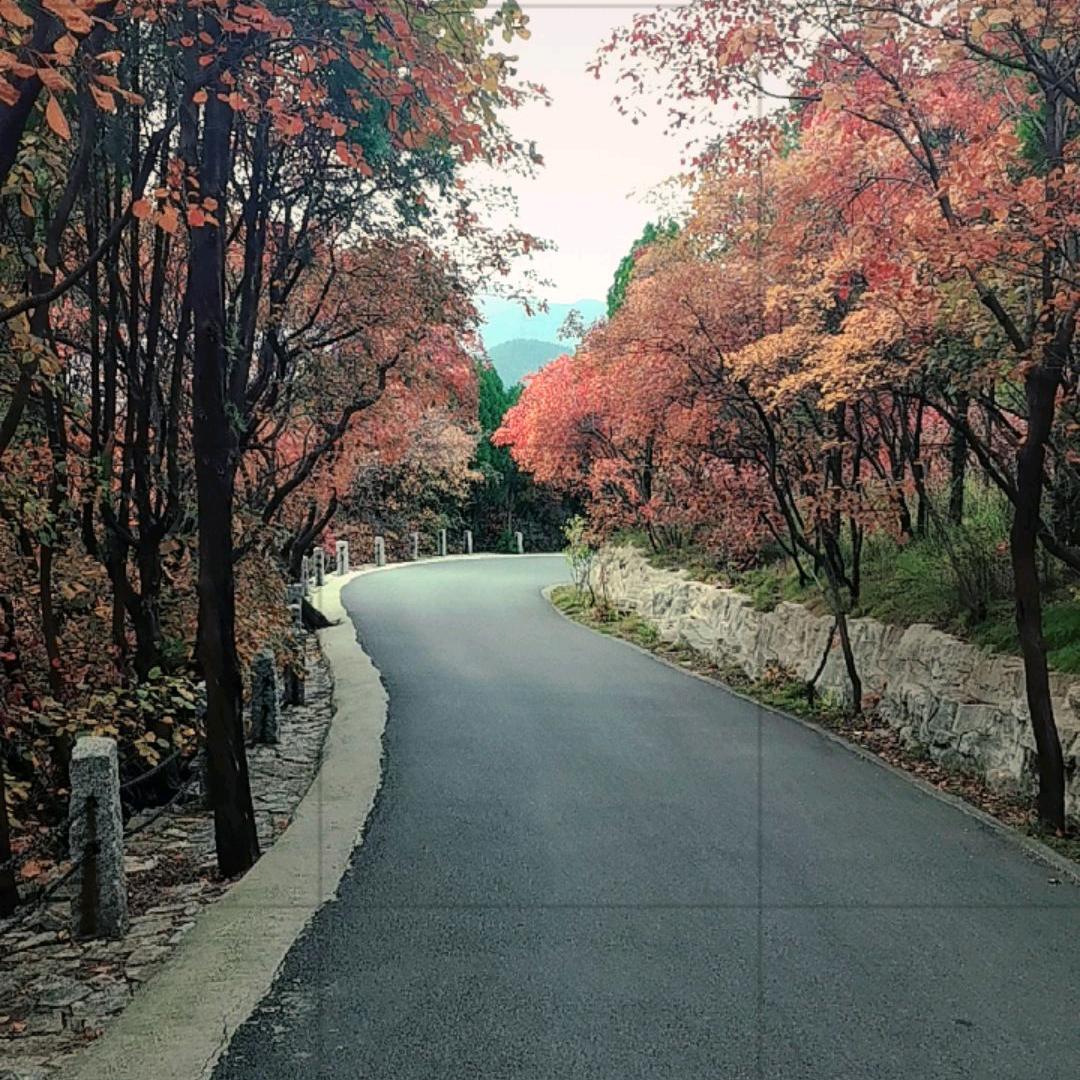 🍂秋天的叶子🍂