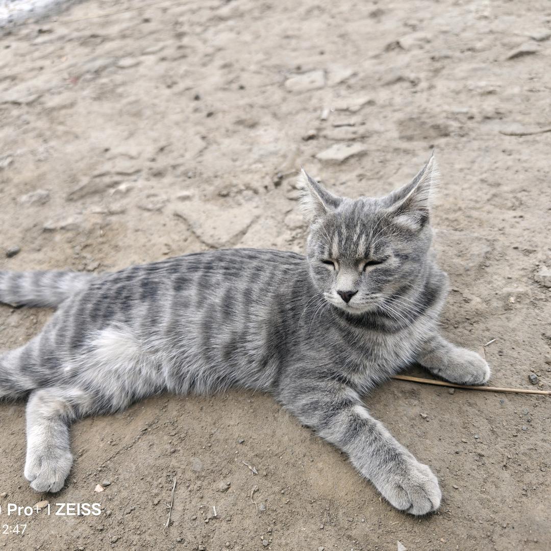 养猫专业户