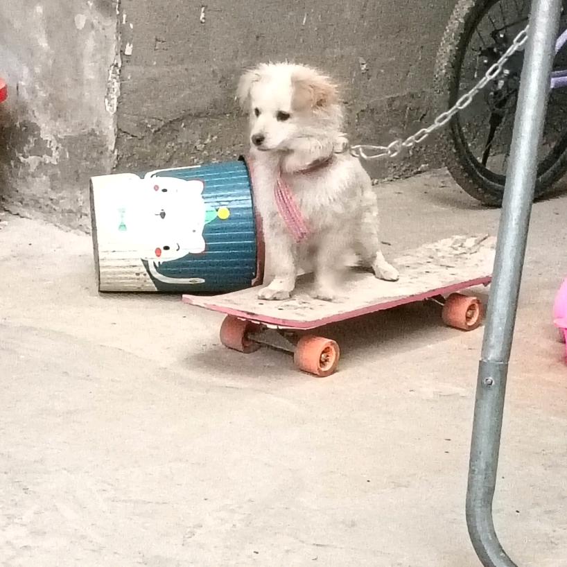 若伊