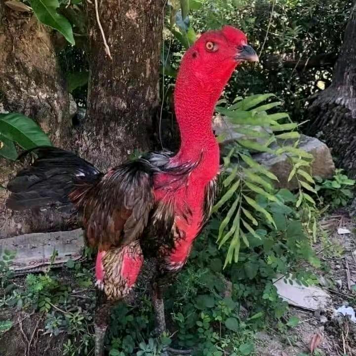 黔西县良隆养殖厂