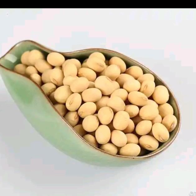꧁黄豆꧂