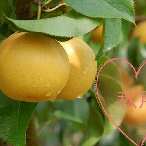 秋月梨采摘园潢川方店大兵梨园