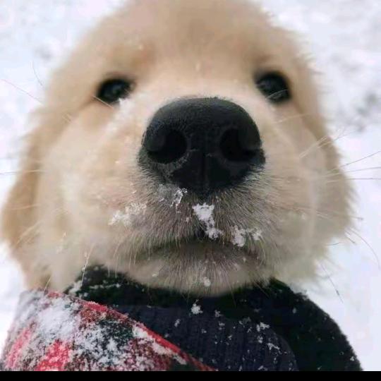 🐕小奶狗