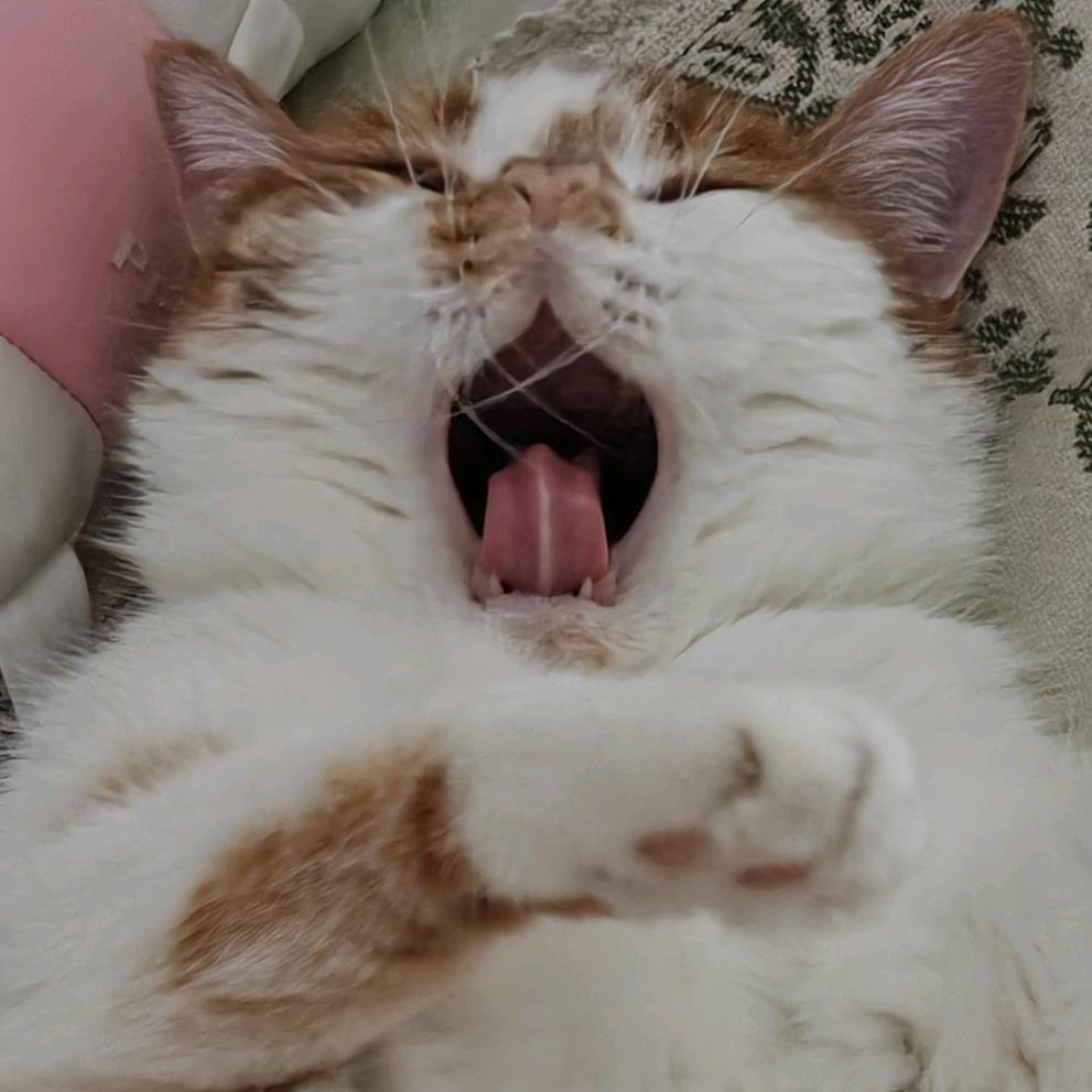 明二喵