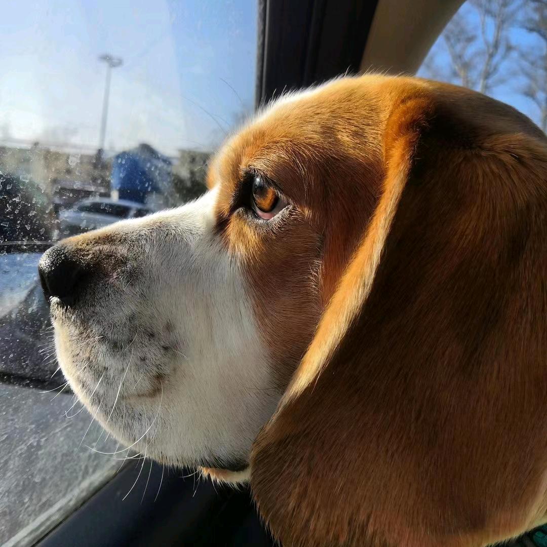 🌈淄博七曜比格犬舍