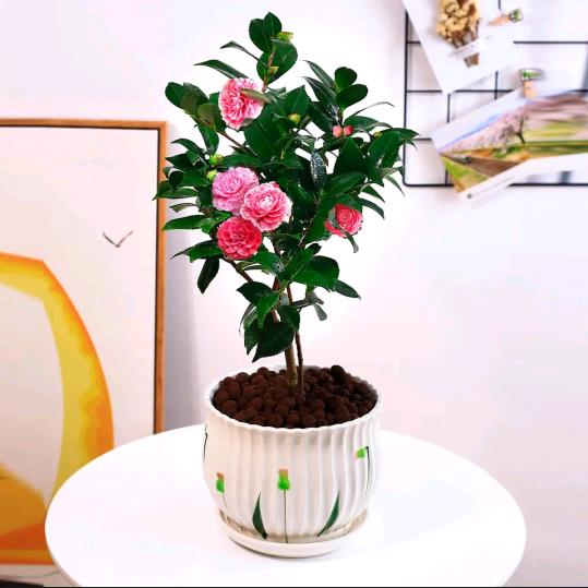 游客