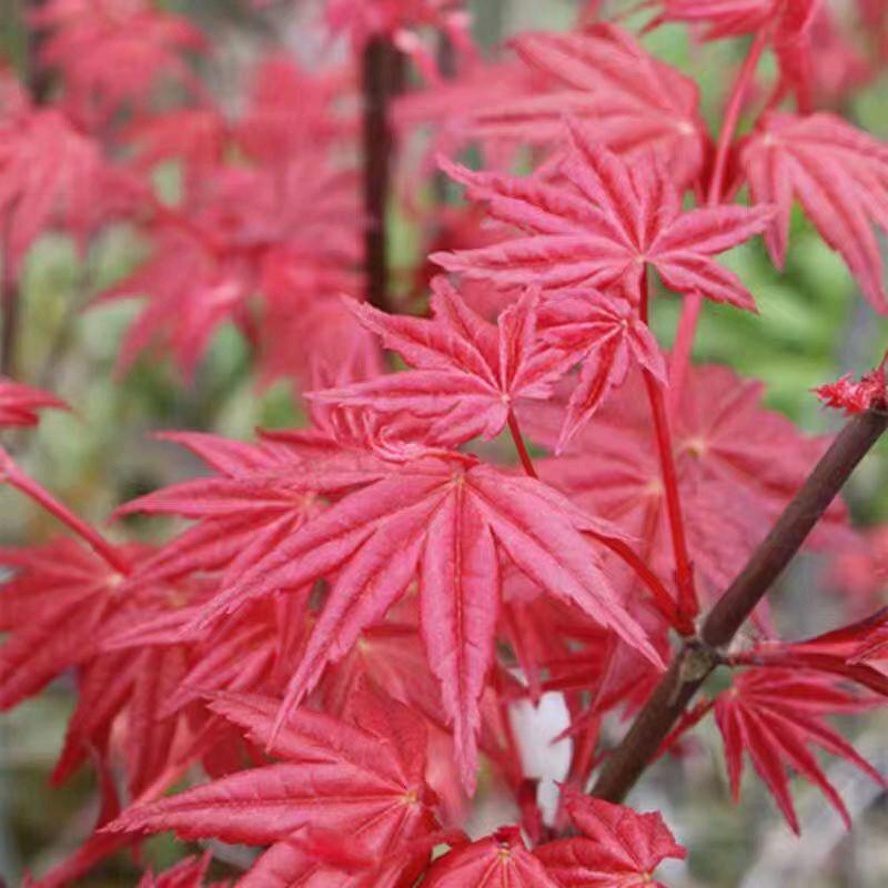 新沂市友茂苗木种植园