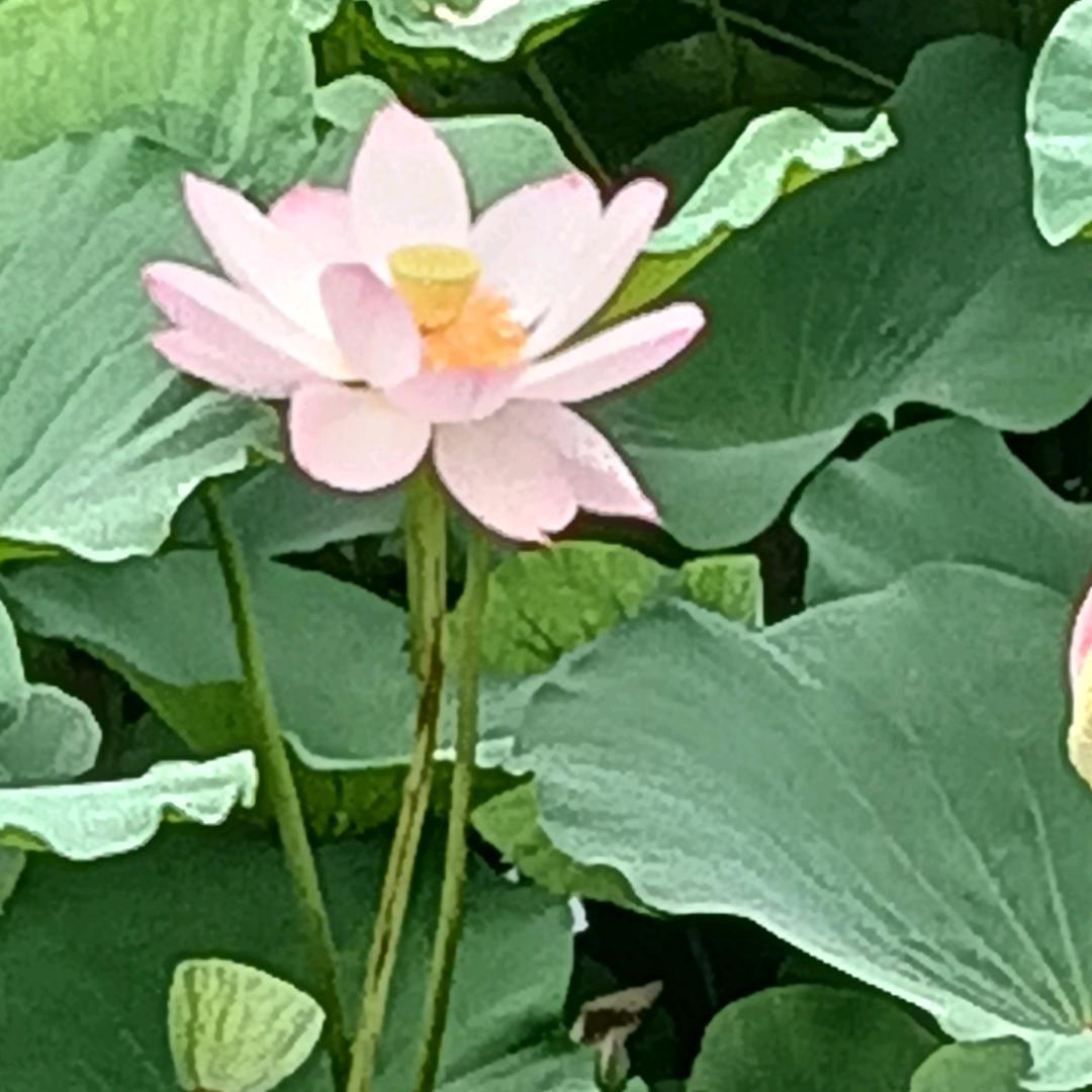 王记牛杂