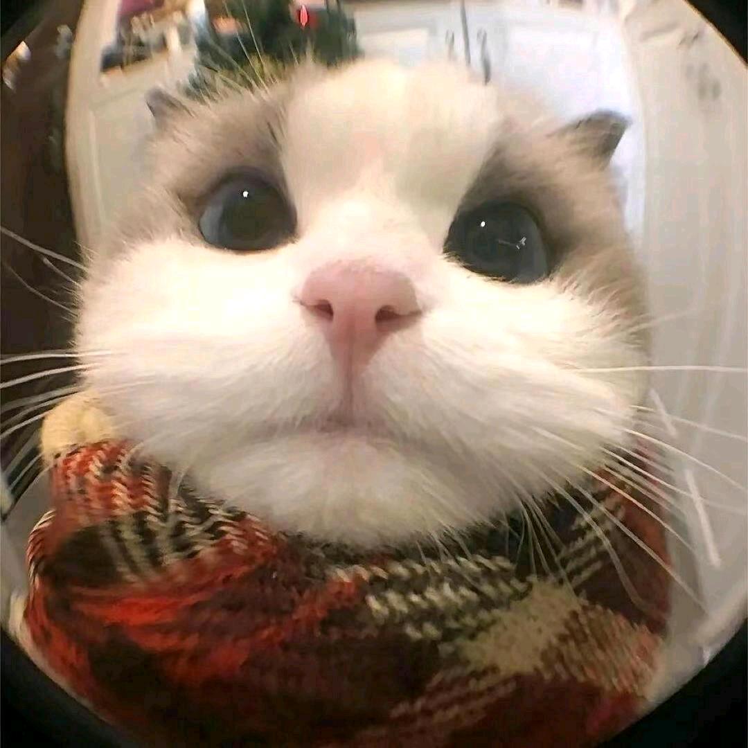 杰尼龟