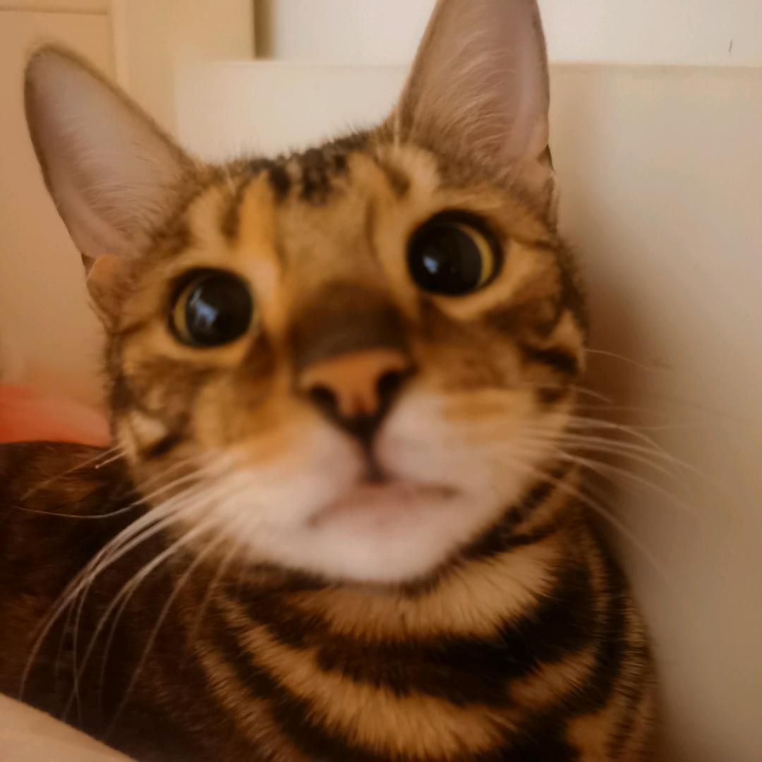臭臭灿