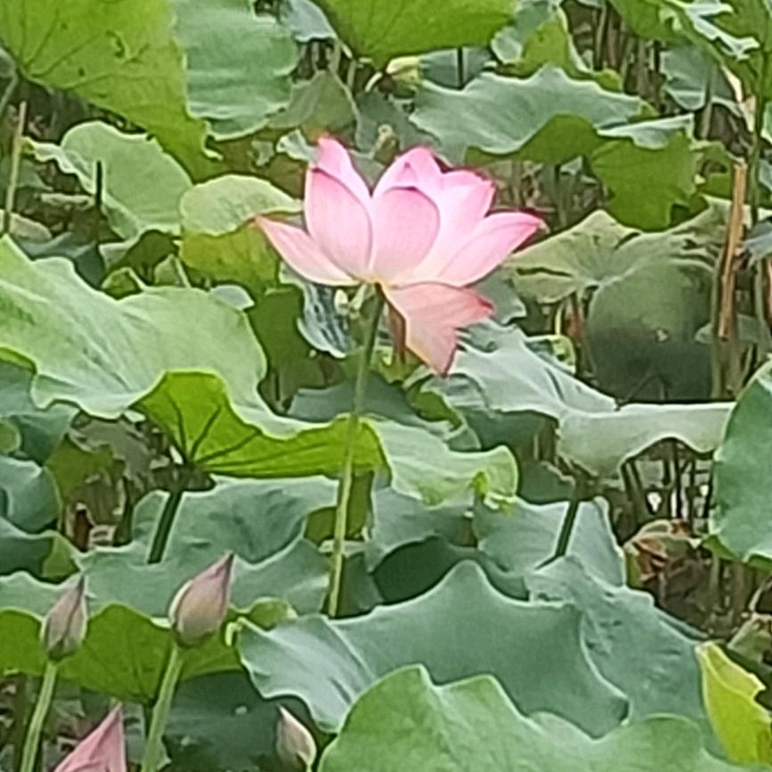 萝卜丁