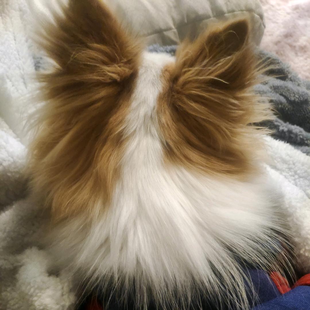 彭小花🐶