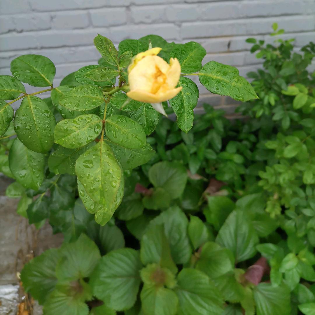 🌈🌈花开半夏