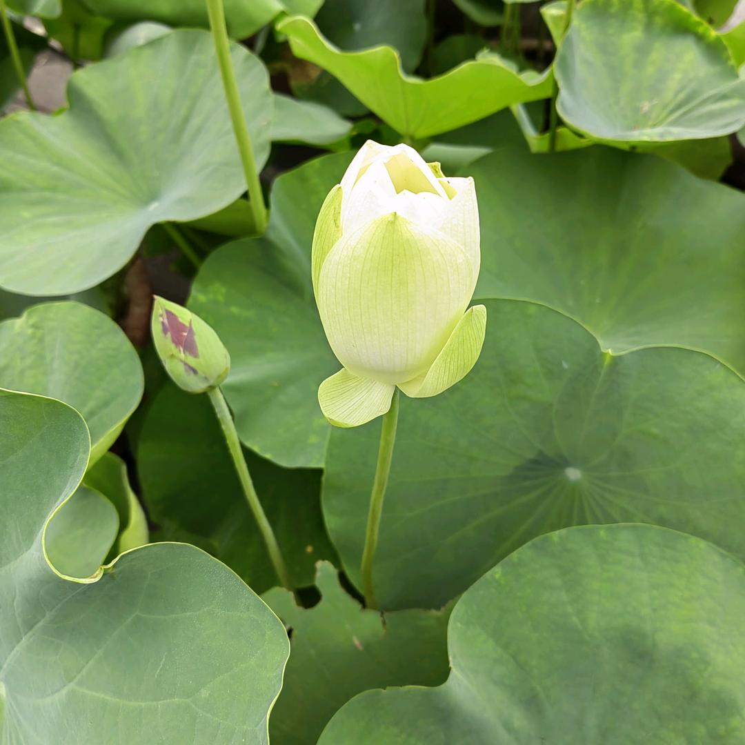 盛伟