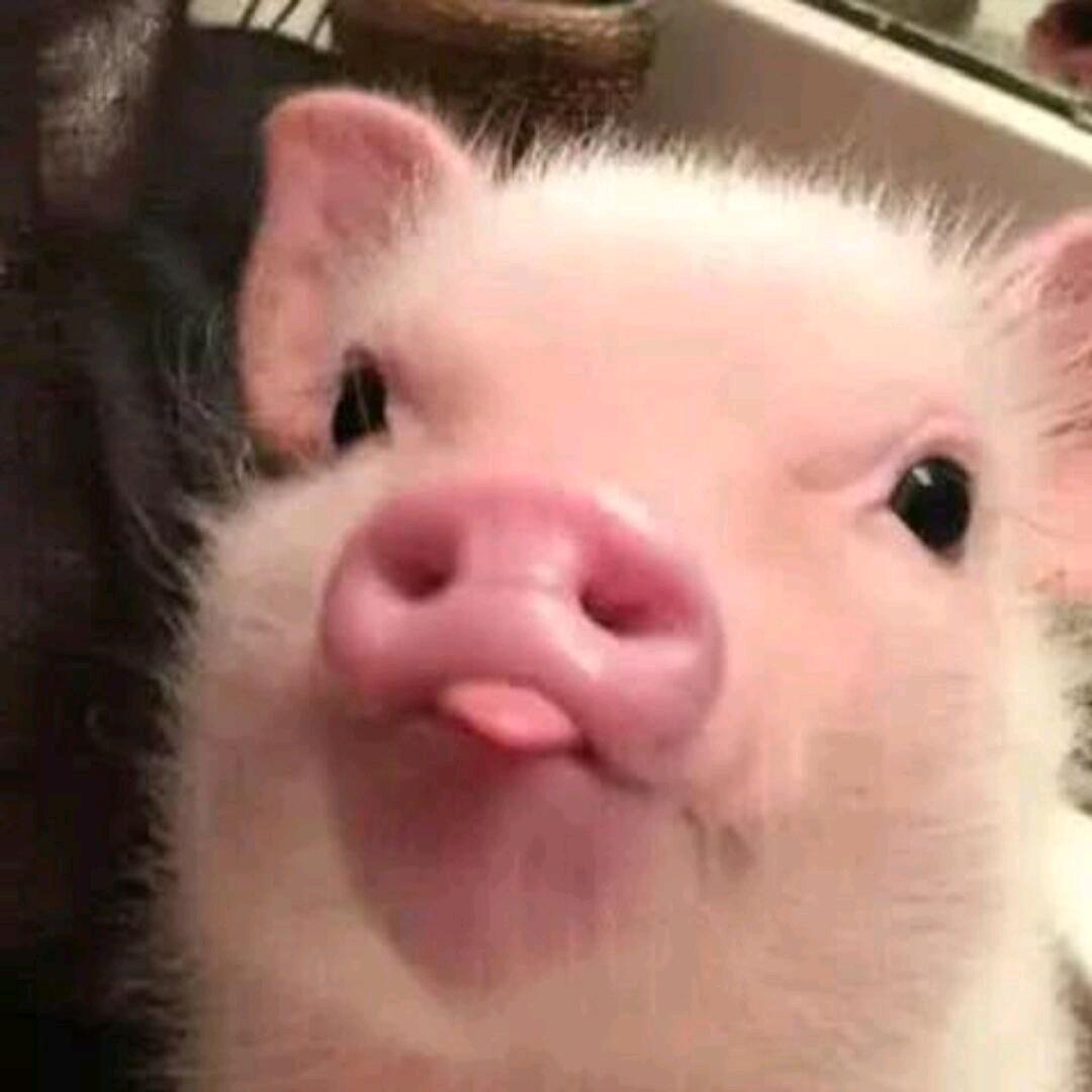 墨🐷